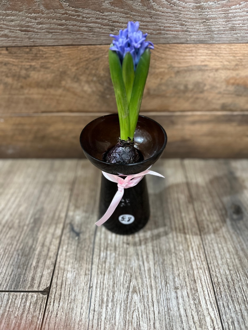 Hyacinth Bulb in Vase