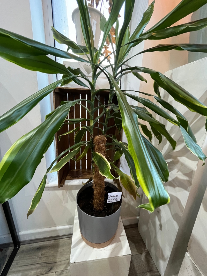 Dracaena