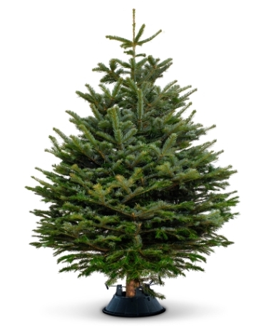 Nordmann Fir Christmas Trees