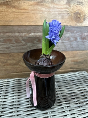 Hyacinth Bulb in Vase