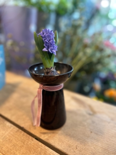 Hyacinth Bulb in Vase