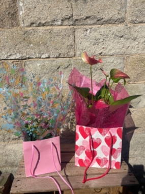 Flowering Plant in Gift Bag