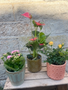 Flowering Plant in Ceramic Pot