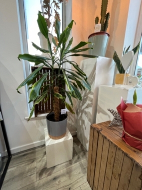 Dracaena